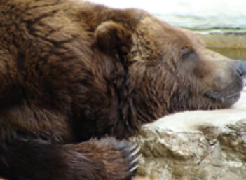 Sleeping-bear-market