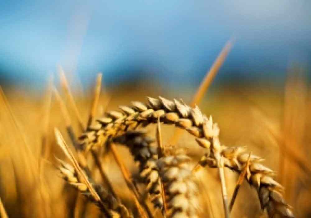grain.jpg