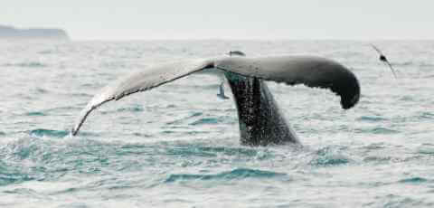 whale-tail.jpg
